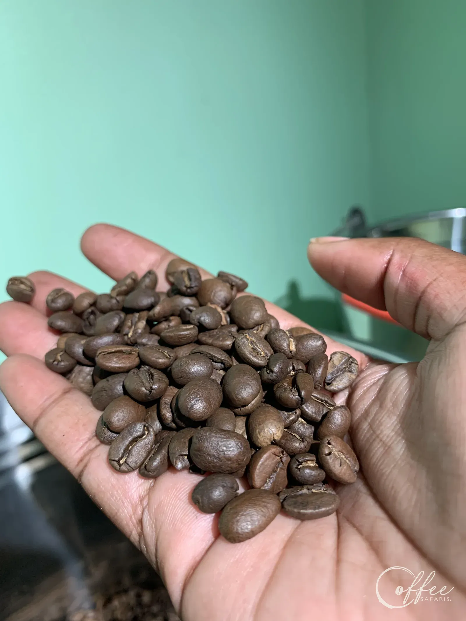 Freshly roasted Ugandan coffee beans held in the hand