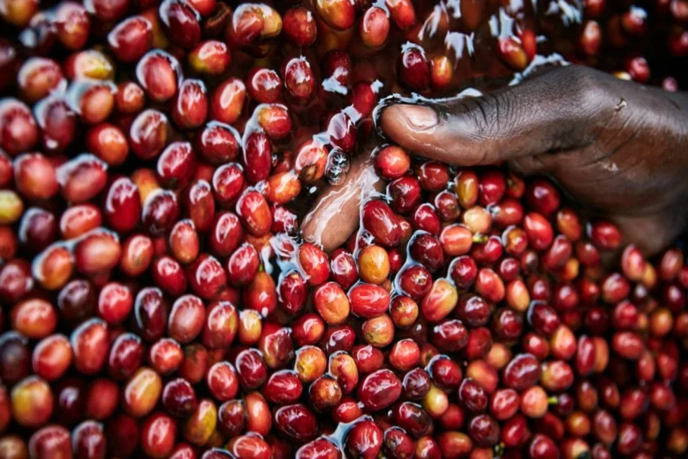 Freshly picked coffee cherries and pulp on a hand during processing