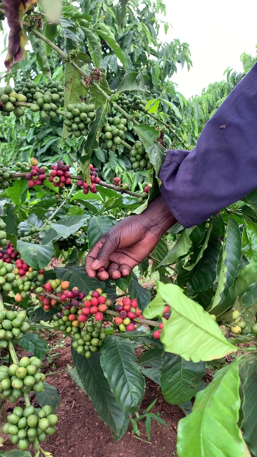 A Ugandan farmer's hand picking ripe coffee cherries by hand